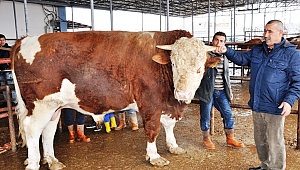  780 KİLO KARKAS ETİ ÇIKAN ‘AĞA’ SAHİBİNİ ZENGİN ETTİ