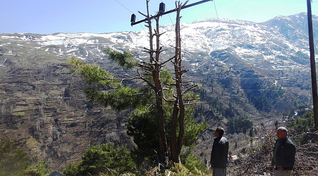 ÇAM AĞACI ELEKTRİK DİREĞİ OLDU
