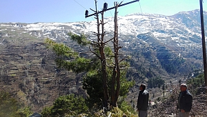 ÇAM AĞACI ELEKTRİK DİREĞİ OLDU