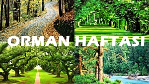 ORMAN ALANLARIMIZ ARTIYOR