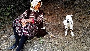 YAVRU KEÇİ İÇİN KURTARMA EKİPLERİ SEFERBER OLDU