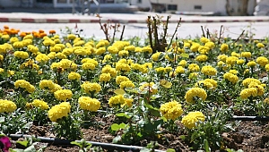 EKİNÖZÜ ÇİÇEK AÇTI