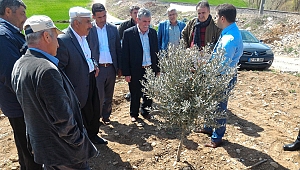 PAZARCIK ÇİFTÇİLERİNE ZEYTİNDE BUDAMA EĞİTİMİ VERİLDİ