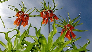 TERS LALELER DOĞASEVERLERİ BÜYÜLÜYOR