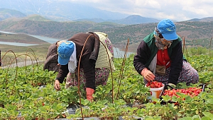 EKİNÖZÜ’NDE ÇİLEK HASADI BAŞLADI
