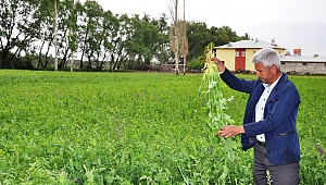 ELBİSTAN'DA YEM BEZELYESİ EKİMİ BAŞARILI OLDU