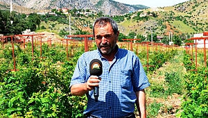 FRAMBUAZ YETİŞTİRİCİLİĞİ KAHRAMANMARAŞ’TA