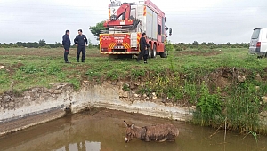 HAVUZDA EŞEK KURTARMA OPERASYONU 