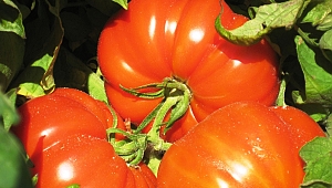 KAHRAMANMARAŞLI ÇİFTÇİLER TARIMSAL YENİLİKLERLE BULUŞMAYA DEVAM EDİYOR