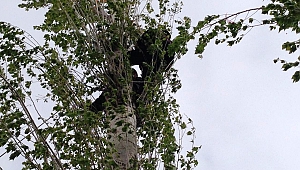 KESMEK İÇİN ÇIKTIĞI AĞAÇTA MAHSUR KALDI 