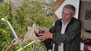 KÖPEKLERİN YARALADIĞI LEYLEĞE ŞEFKAT ELİ