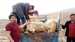 KREDİYLE ALDIĞI KOYUN SÜRÜSÜNÜ KURTLAR TELEF ETTİ