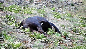 MEZBAHADAN KAÇAN DANALAR, VURULARAK DURDURULABİLDİ