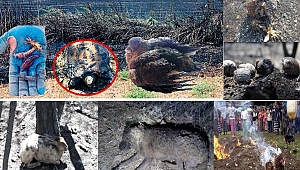 ANIZ YANGINLARI BÜYÜK TEHLİKE SAÇIYOR