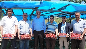 ÇİLEK, ÇİFTÇİNİN TATLI GELİR KAPISI OLDU