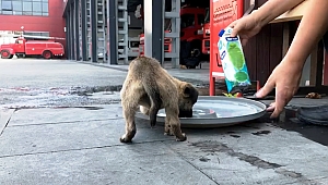 HAVALANDIRMA BOŞLUĞUNA ATILAN KÖPEĞİ İTFAİYECİLER KURTARDI
