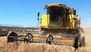 KAHRAMANMARAŞ’TA BUĞDAY HASADI BAŞLADI 
