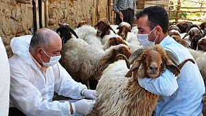 ÜLKEMİZDE ŞAP HASTALIĞI 2020 YILINA KADAR BİTİRİLECEK…