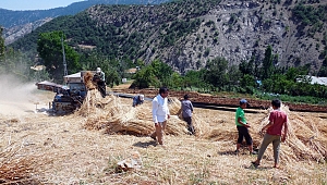 ÇÖL SICAKLARINDA GELENEKSEL YÖNTEMLERLE HASAT