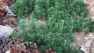  KAHRAMANMARAŞ'TA UYUŞTURUCU OPERASYONU 