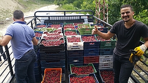  KAHRAMANMARAŞ'TAN AVRUPA'YA KİRAZ İHRACATI
