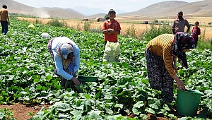 SALATALIK ÜRETİCİSİNİ ÜZDÜ