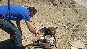 YARALI KÖPEĞE BELEDİYE EKİPLERİ SAHİP ÇIKTI