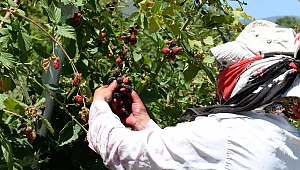 KAHRAMANMARAŞ’TA BÖĞÜRTLEN HASATI DEVAM EDİYOR
