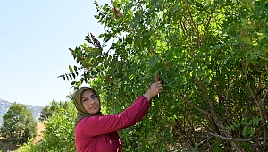 KAHRAMANMARAŞ’TA SUMAK EKŞİ HASADI BAŞLADI
