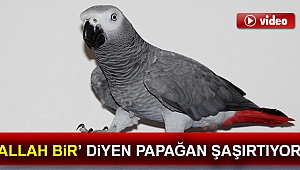 Kelime-i Tevhid söyleyen papağan 'Allah bir' diyor
