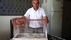 AV İÇİN KAFESTE YAVRU KEKLİK BESLEDİ, 3 BİN 950 LİRA CEZA YEDİ