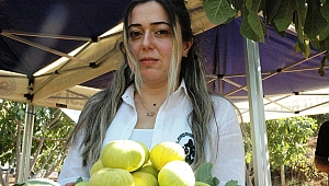 KURUTMALIK SARILOP İNCİR HASADI YAPILDI 