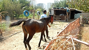 ÖLÜME TERK EDİLMİŞTİ, ŞİMDİ DÖRTNALA KOŞUYOR 