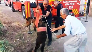 SULAMA ÇUKURUNA DÜŞEN TAYIN İMDADINA İTFAİYE YETİŞTİ