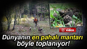 Dünyanın en pahalı mantarı böyle toplanıyor