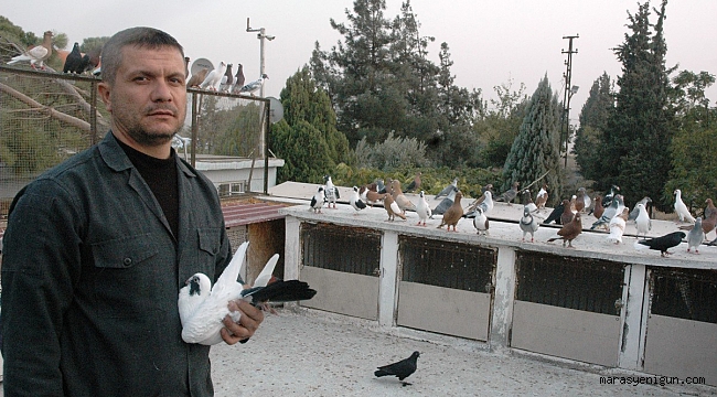 Ölümüne Güvercin Tutkusu