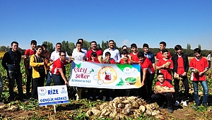 Rizeli Gençler, Elbistan’da Horon Eşliğinde Pancar Söktü 