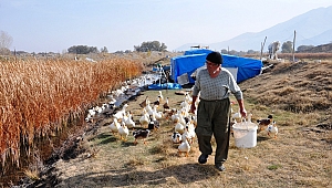 70 Yaşında Organik Ördek Çiftliği Kurdu