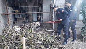 Çoban Köpeği Boğulmaktan Son Anda Kurtarıldı 
