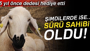 Dedenin torununa hediye ettiği kuzu sürü sahibi yaptı