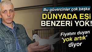 Dünyada eşi olmayan 100 bin TL'lik güvercinler fiyatıyla şaşırtıyor