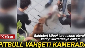 Gaziosmanpaşa'da yaşanan pitbull vahşeti kamerada