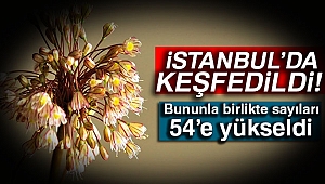 İstanbul’da yeni bir endemik bitki türü keşfedildi