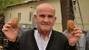 Kahramanmaraş Kivisi Tezgahlardaki Yerini Aldı 