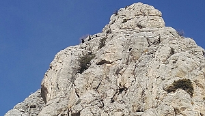 Keçilerin İmdadına Dağcılar Yetişti 