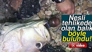 Nesli tehlikede olan balık 'pet şişe' kurbanı oldu