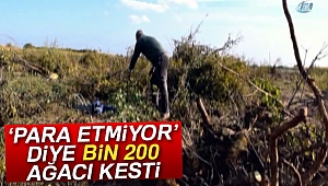 'Para etmiyor' diye bin 200 nar ağacını kesti