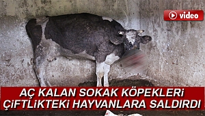 Sarıyer’de aç sokak köpekleri çiftlikteki hayvanlara saldırdı