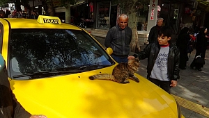 Taksi Durağının Maskotu ‘Sıla’ 