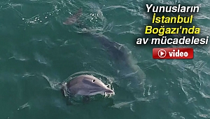 Yunusların İstanbul Boğazı'nda av mücadelesi